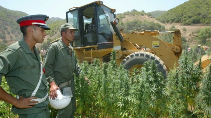 طبيب نفسي يوضح استخدام القنب الهندي لأغراض طبية