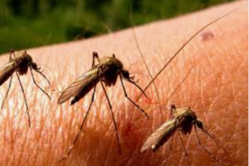 البعوض يغزو مدينة المحمدية والمجلس البلدي خارج التغطية