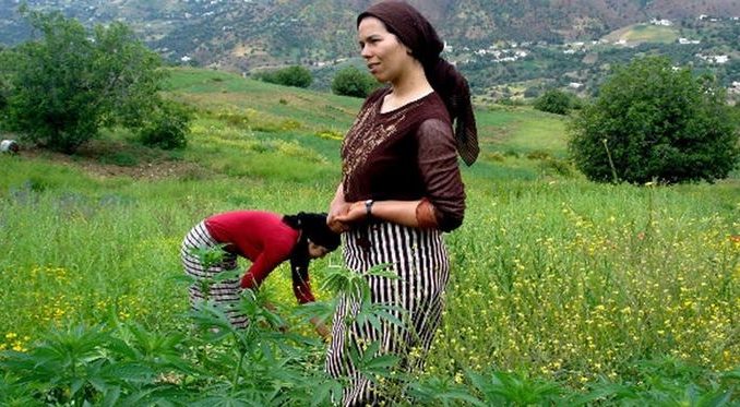 مزارعو “الكيف” يأملون بيع محاصيلهم بعد التقنين