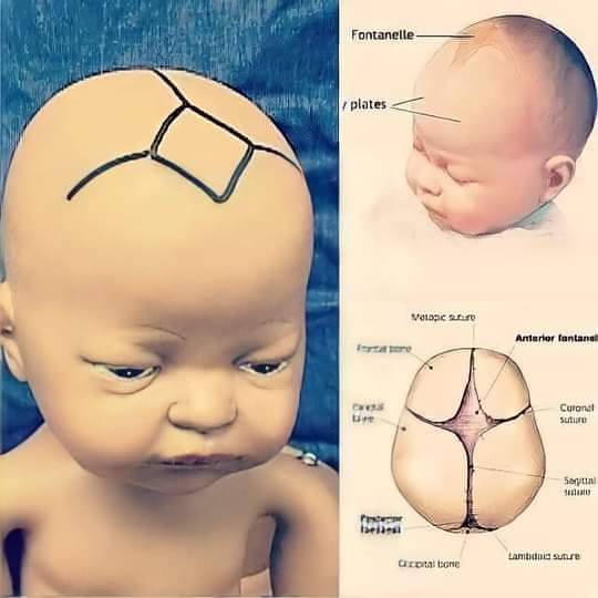 لماذا يجب ألا نلمس قمة رأس طفل حديث الولادة ؟