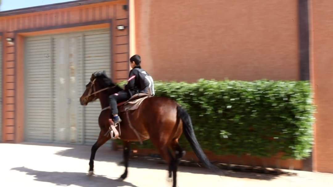 تيزنيت…ظاهرة على غير العادة تلميذ يمتطي حصان قصد ذهابه للمدرسة