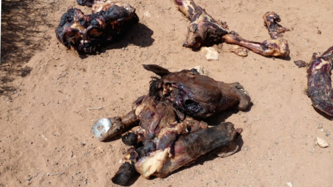 تيزنيت:العثور على بقايا بغل تعرضت للسلخ مما يثير هلع على صحة المواطنين.