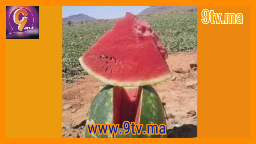 البطيخ الأحمر بإقليم زاكورة بين معارض ومؤيد