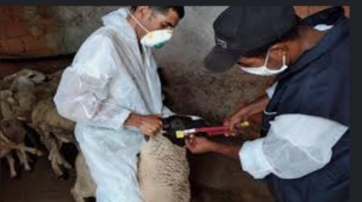 اونسا يشرع في عملية ترقيم جميع أصناف الاغنام والماعز
