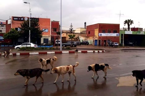 افهم تسطى المجلس الجماعي خصص مبلغ 900 مليون لمحاربة الكلاب الضالة والمدينة غارقة بهم ..!؟