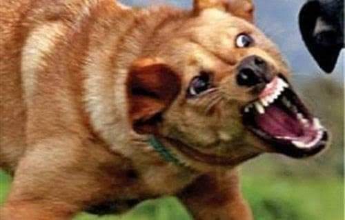 الكلاب الضالة تغزو شوارع مدينة اليوسفية ونواحيها وما هو مصير الميزانية المرصودة لجمعية محاربة الكلاب الضالة……