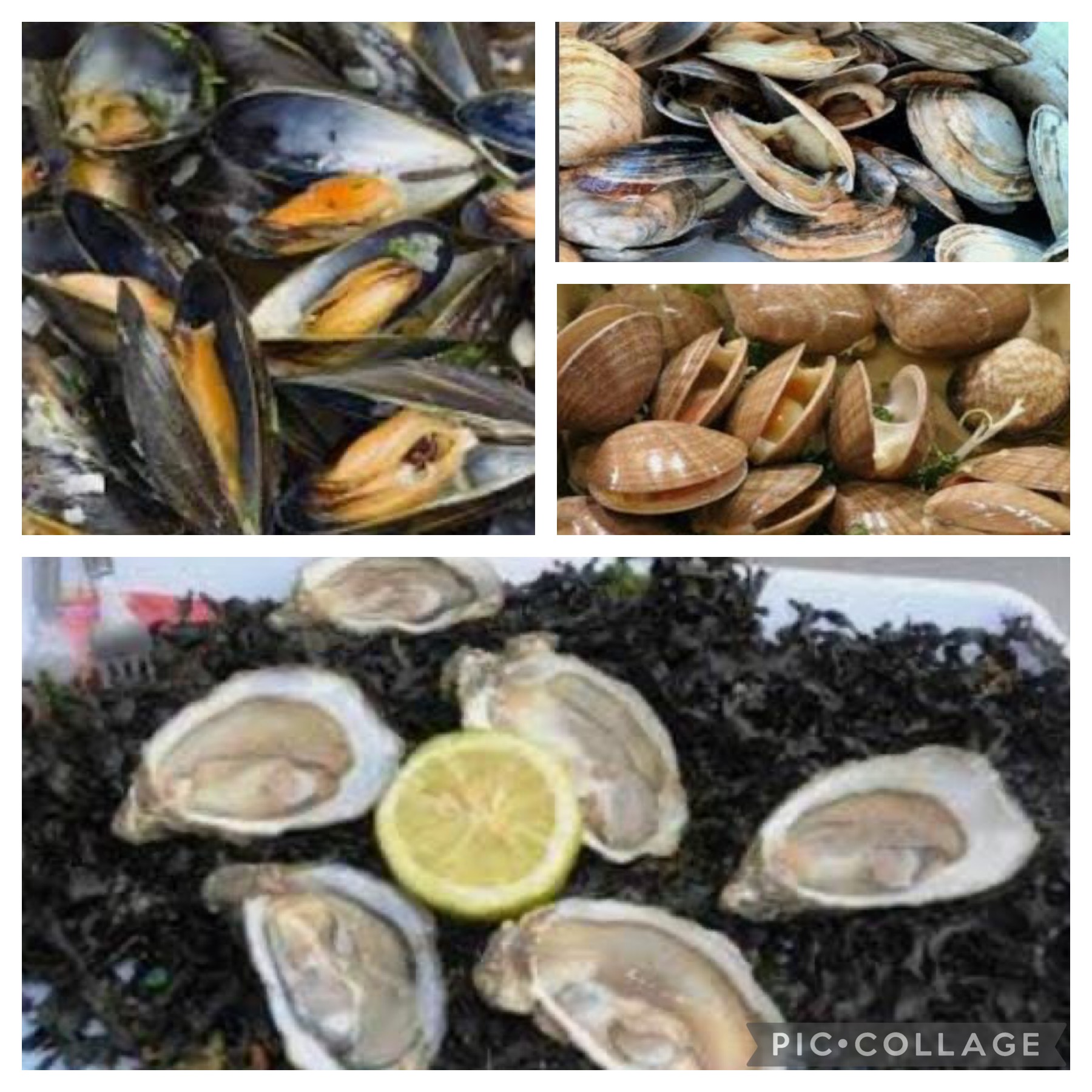 اقليم الجديدة : جماعة أولاد غانم المنطقة المشهورة في جمع الصدفيات البحرية