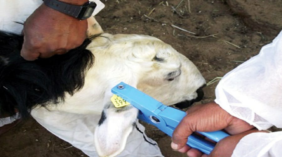 استعدادا لعيد الأضحى ترقيم أزيد من 3 ملايين رأس من الأغنام والماعز .