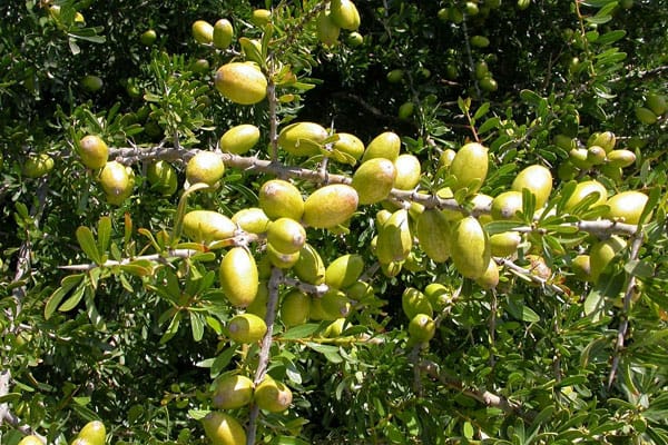 سلطات تيزنيت تمنع جني الأركان وتجميعه حتى 31 غشت المقبل