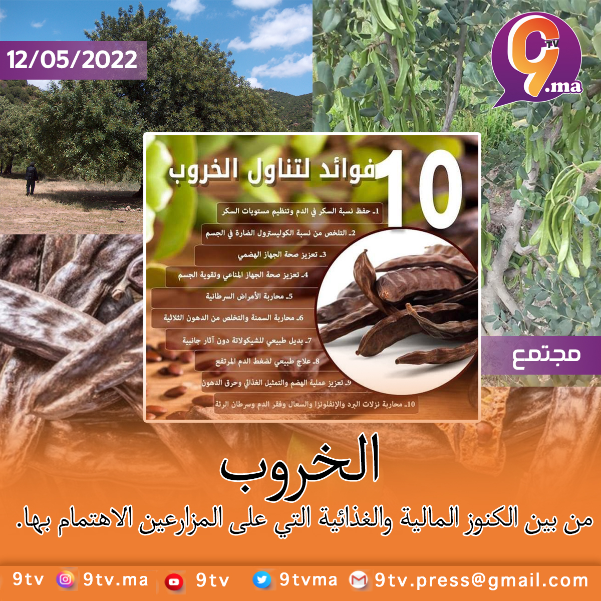 الخروب من بين الكنوز المالية والغذائية التي على المزارعين الاهتمام بها.