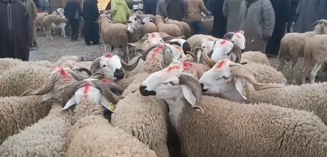 ارتفاع صاروخي في ثمن ” الحولي ” بالسوق الاسبوعي الخميس باولادتايمة