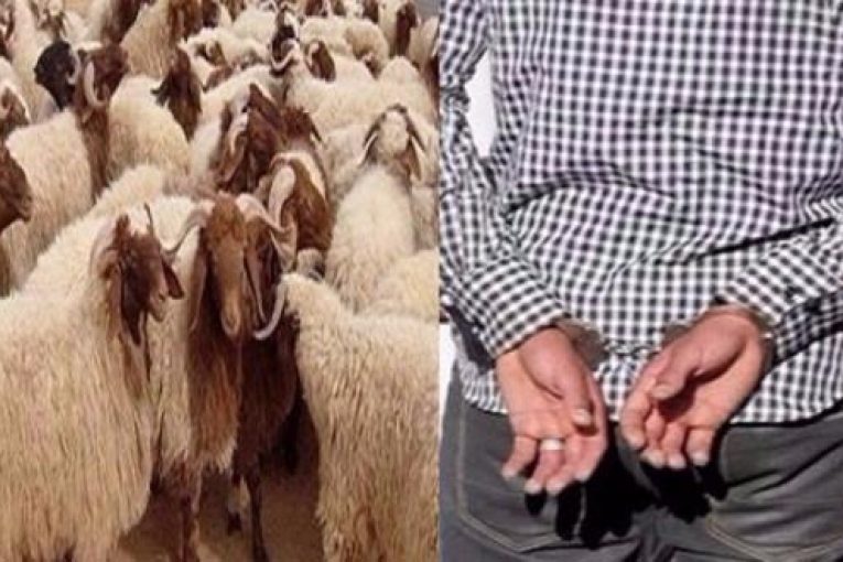 نواحي اكادير بلفاع …يقظة المصالح الأمنية والسلطات المحلية تطيح بعصابة لسرقة المواشي