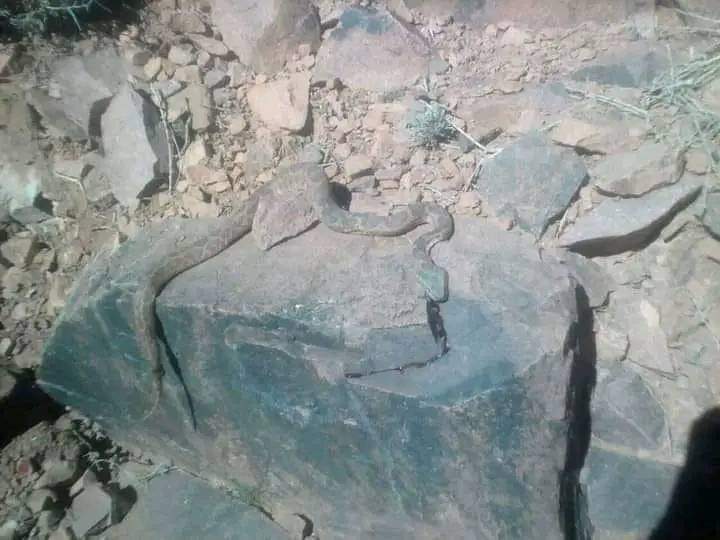 أفعى سامة تنهي حياة طفل بزاگورة