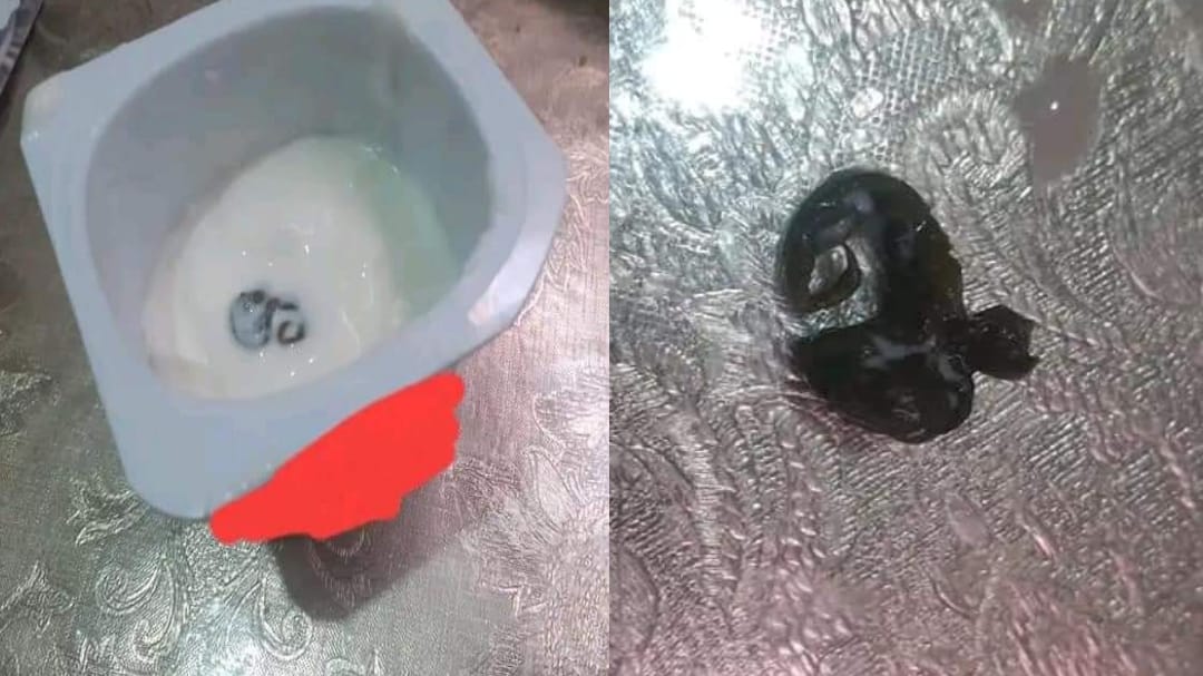 مواطن يعثر على عقرب صغير ذاخل ياغورت بعد تناول بعضا منه بأولادتايمة