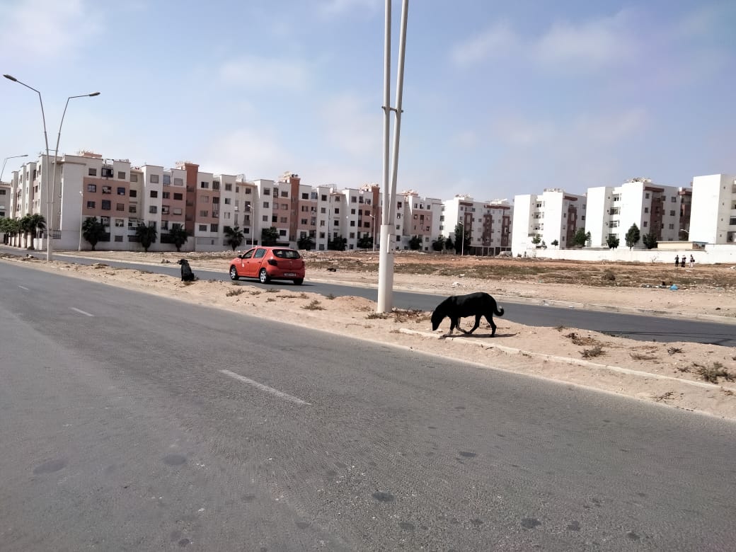 الكلاب الضالة تغزو شوارع اكادير وسط استنكار المواطنين وغياب المسؤولين