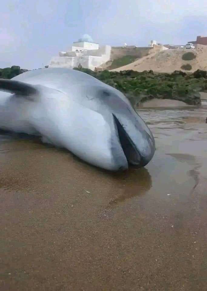 اشتوكة أيت باها:نفوق دلفين بشاطئ سيدي وساي دلفين