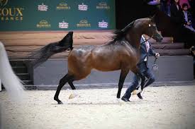 مشاركة مكثفة في المباراة الدولية لجمال الخيول العربية الأصيلة صنف “أ”