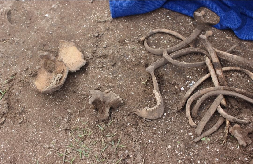 أزمور..العثور على بقايا عظام بشرية بداخل كيس بلاستيكي