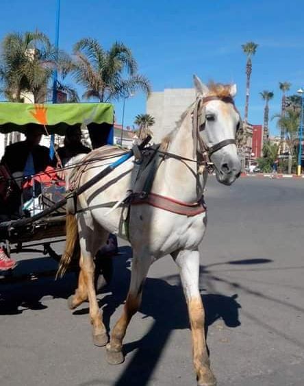 حد السوالم: الدرك الملكي لمدينة حد السوالم يتفاعل مع شكاية ضد صاحب عربة مجرورة