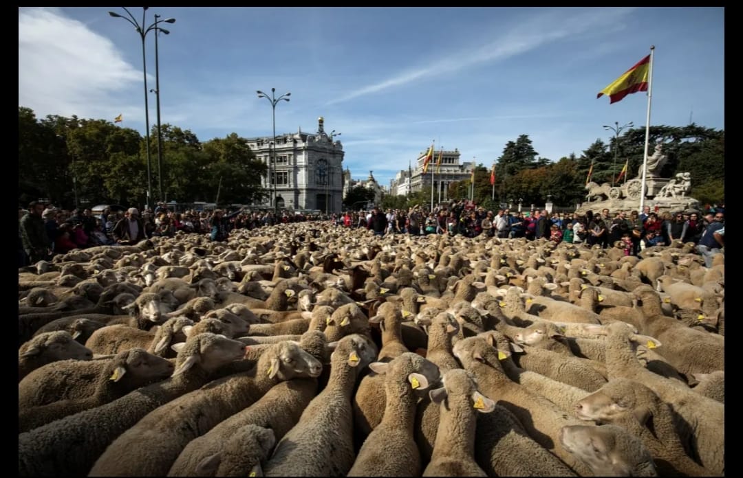 انخفاض نسبي لأثمان اللحوم الحمراء بالمغرب.