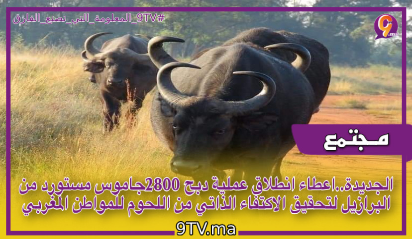 ‎الجديدة..اعطاء انطلاق عملية دبح 2800جاموس مستورد من البرازيل لتحقيق الاكتفاء الذاتي من اللحوم للمواطن المغربي