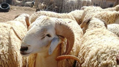 الوزارة: العرض الوطني من الماشية المخصص لعيد الأضحى كاف ويغطي بشكل كبير الطلب