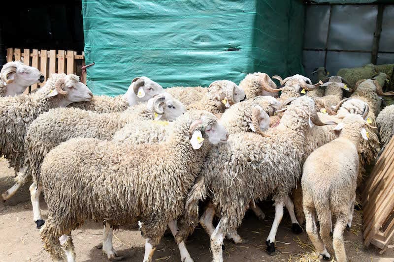 مبادرات شراء أضاحي العيد للعائلات الفقيرة تصطدم بـ”محترفي النصب”
