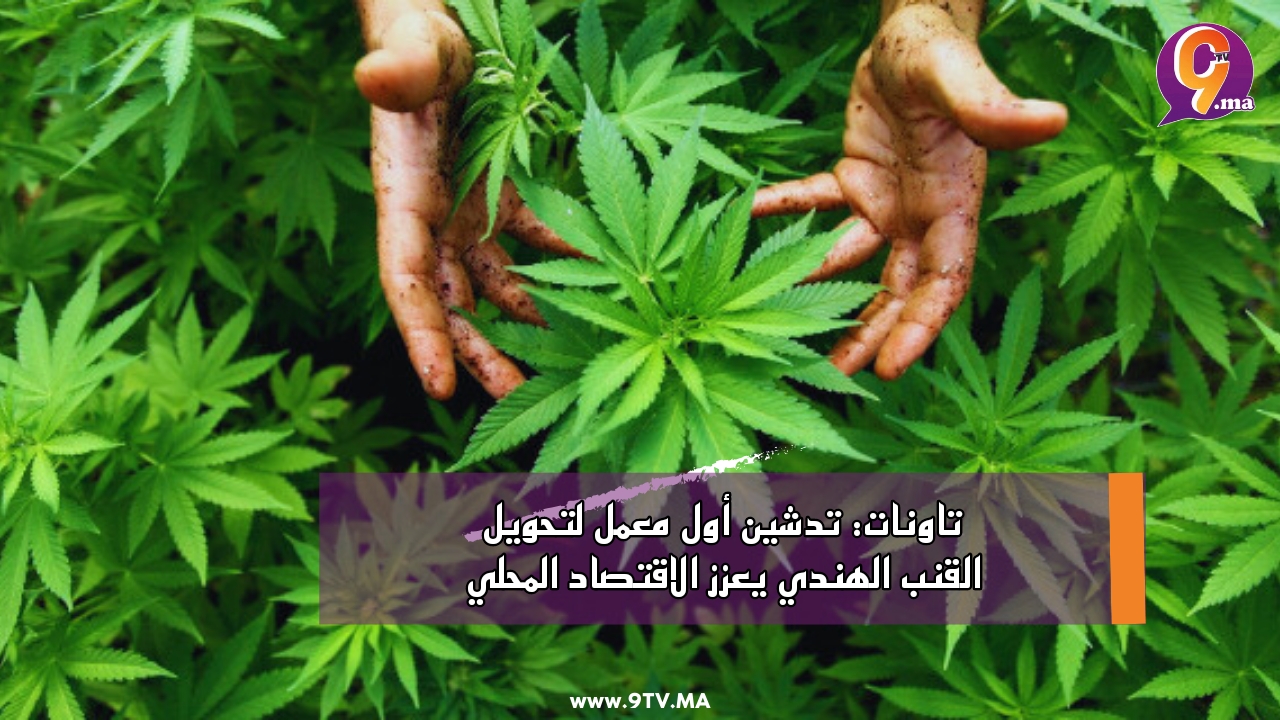 تاونات: تدشين أول معمل لتحويل القنب الهندي يعزز الاقتصاد المحلي