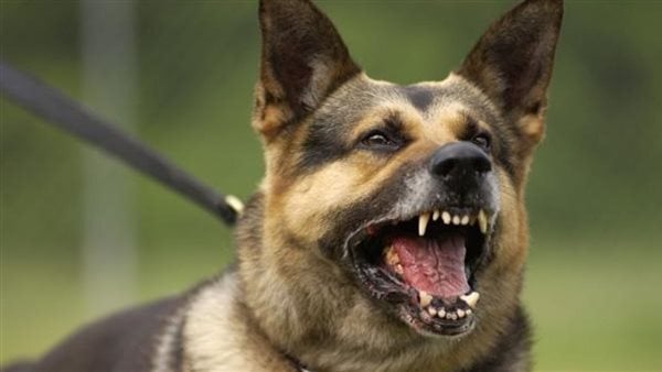 كلب “هائج” يهاجم تلميذة في جماعة سيدي وساي ويرسلها إلى المستشفى