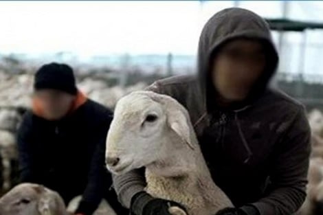 الدرك الملكي بتزنيت يطيح بزعيم عصابة سرقة الماشية