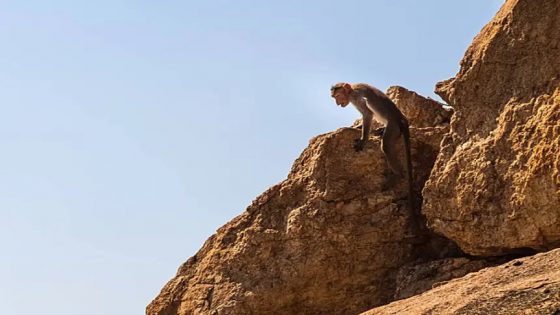 وفاة سائح مغربي إثر حادث غريب تسبب فيه قرد بمنطقة ستي فاطمة