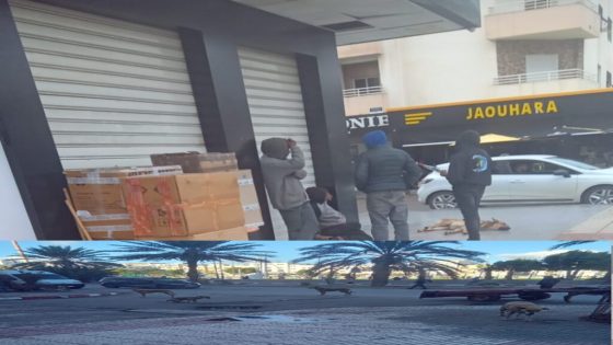 أكادير.. انتشار الكلاب الضالة والمتشردين يقلق ساكنة جيت سكن بحي السلام