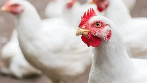 تقلب أسعار الدواجن يضغط على القدرة الشرائية للمغاربة مع اقتراب رمضان