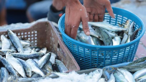 الدريوش تطمئن بشأن وفرة السردين وأسعاره خلال رمضان