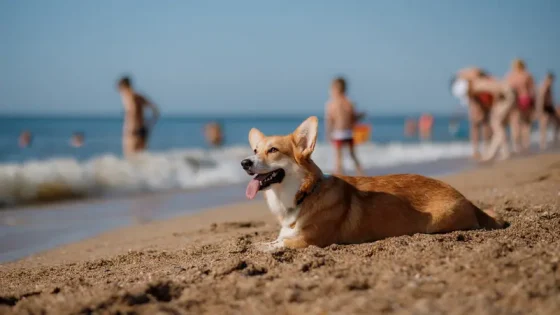 هجوم كلب على طفلة بشاطئ تغازوت يُشعل الغضب ومطالب بتشديد المراقبة