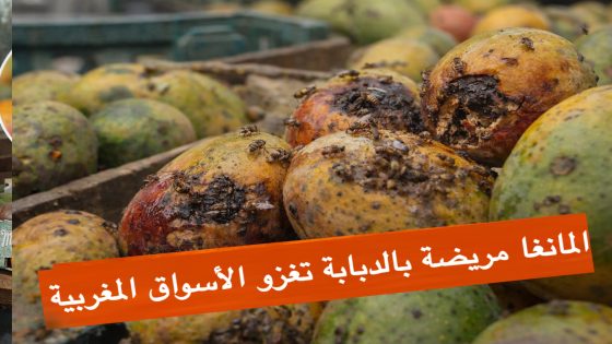 المانغا الملوثة تغزو أسواقنا… صحة المواطن خط أحمر.