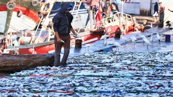 تراجع حاد في مفرغات “أسماك الفقراء” يهدد باستمرار غلاء الأسعار