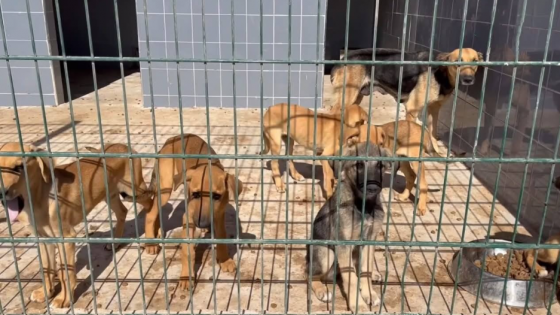 سوس ماسة تُطلق مشروعاً رائداً لإيواء الحيوانات الضالة بكلفة 26 مليون درهم