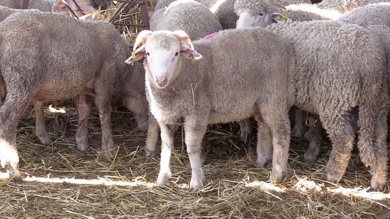 وصول أغنام إسبانية إلى المغرب قبل عيد الأضحى.. هل تنخفض أسعار اللحوم؟