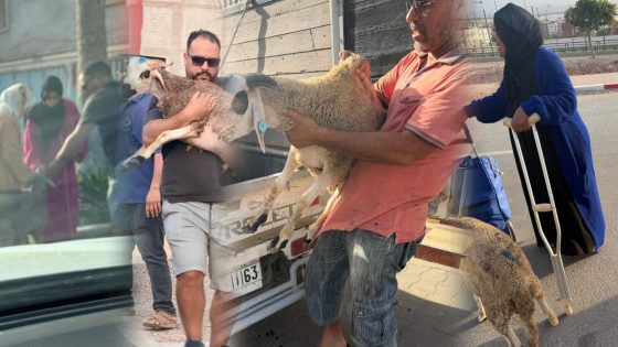 جمعية الشروق للتنمية والتعاون توزع أضاحي العيد على الأرامل والأسر المعوزة بأكادير والنواحي