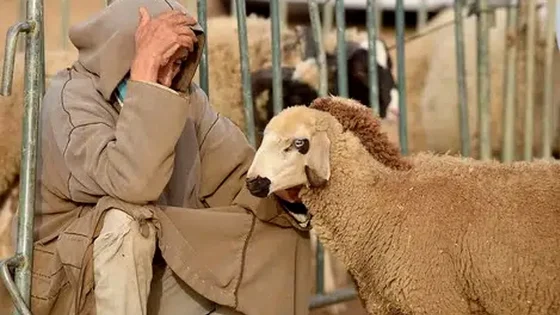 غلاء الأضاحي يثقل كاهل الأسر المغربية.. بين الدعم المعلن وواقع الأسواق