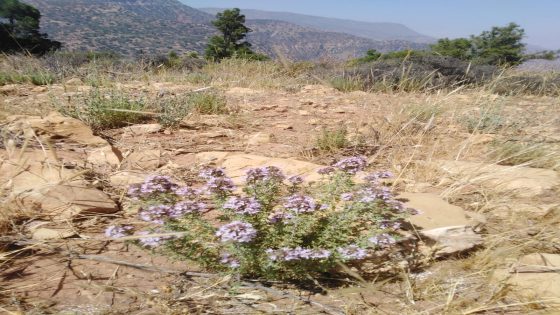 الزعتر البري يزهر من جديد بجبال إضمين ويمنح النحل مراعي طبيعية