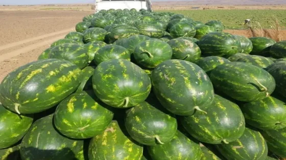 غضب واستياء فلاحي خارج الواحة بإقليم زاكورة بعد الشروط الجديدة لزراعة البطيخ بمختلف أنواعه خلال الموسم الفلاحي 2026-2027