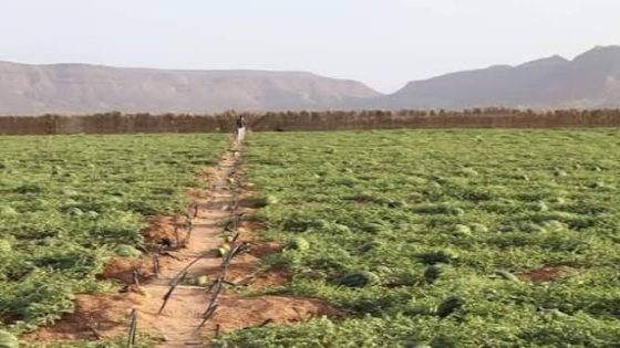 إقليم زاكورة : فلاحون بدواوير خارج الواحة يطالبون بالاعتراف القانوني بممارستهم للفلاحة